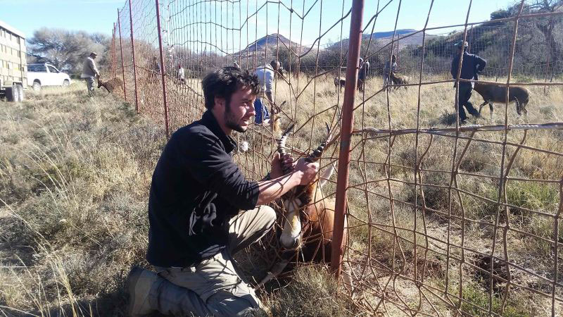 Bursary Volunteer Student holding horns of animal through fence in karoo