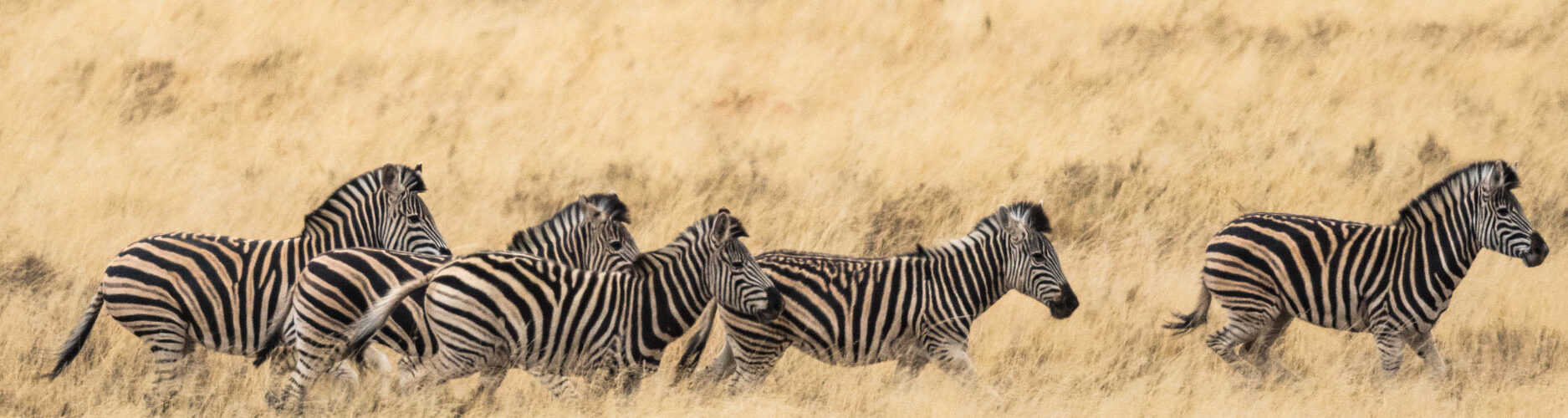 herd of zebra in karoo grass