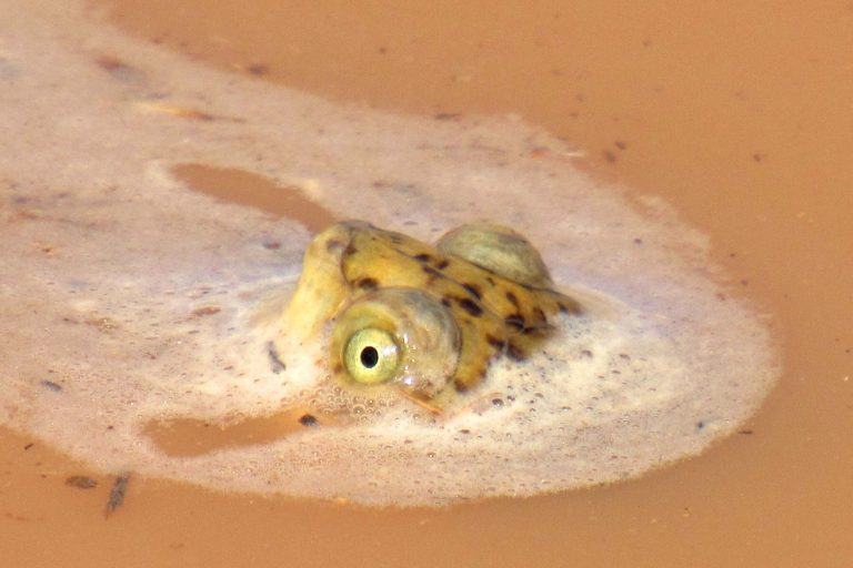 Frog in water