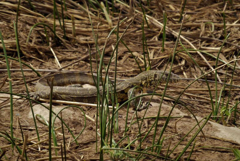 Monitor Lizard in grass