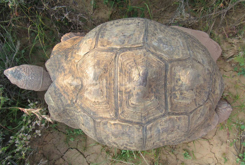 photo of top of leopard tortoise shell