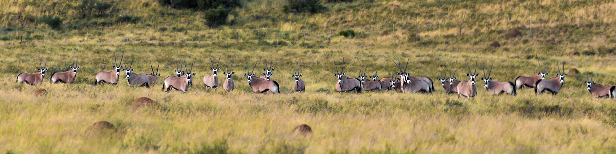 large herd of gemsbok in karoo
