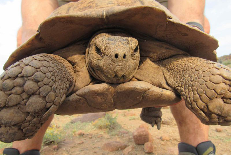 Leopard Tortoise being held