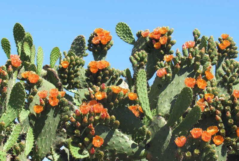 cactus plant with orange flowers