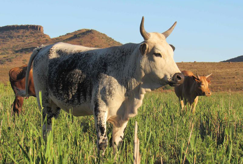 close up photo of cow in karoo grass
