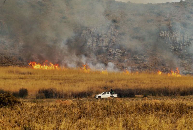 burning off fire in karoo reeds bush and grass
