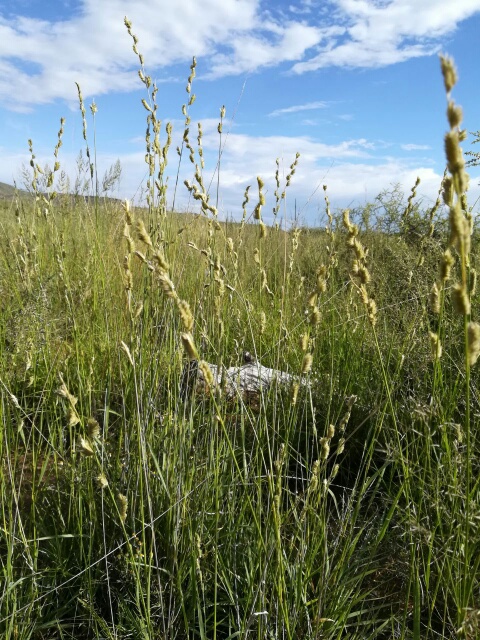 Cocksfoot grass in the Karoo