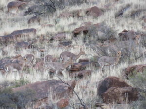 herd of mountain reedbuck in karoo stones, grass, bush