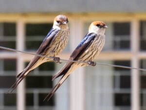 striped swallows pair sitting on a wire