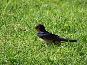 Swallow in grass