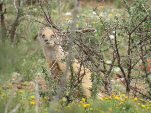 Yellow Mongoose in karoo bush