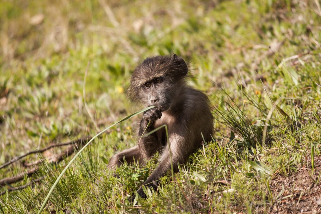 baby baboon in green karoo grass