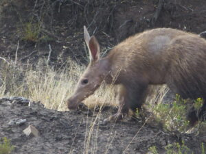 Aardvark in karoo grass