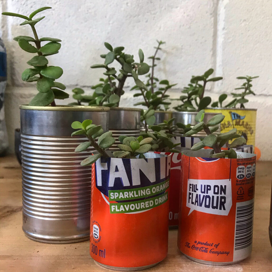 plants in cans
