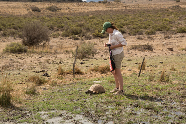 Cape Tortoise in grass with conservationist helen looking on