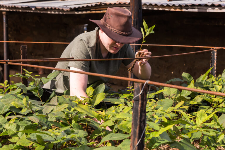 man in hat planting pecan trees in karoo farm