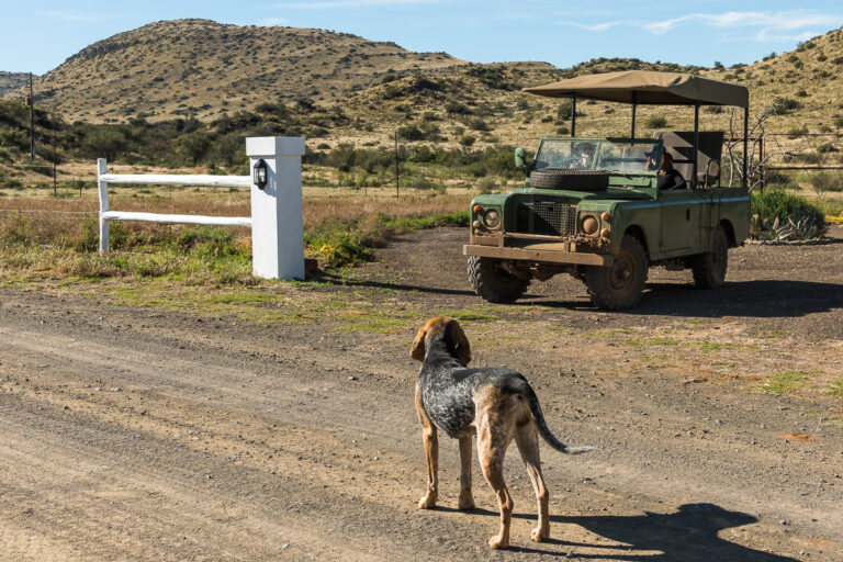 Karoo guest experience activity land rover and dog