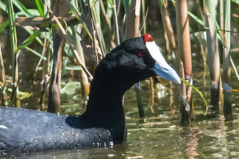 Redknobbed Coot in water reeds