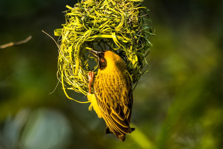 Yellow Weaver in nest