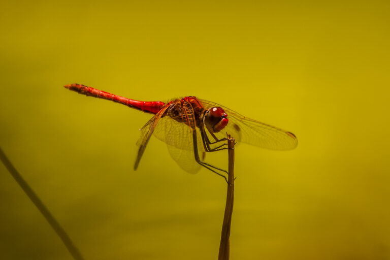 red Dragonfly