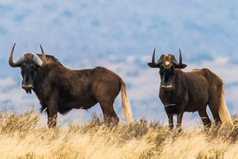black Wildebeest pair in karoo