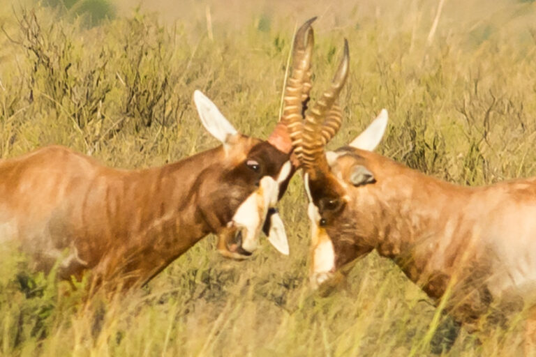 springbuck springbok fighting locked horns