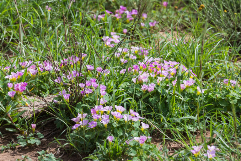pink ground flowers in karoo grass