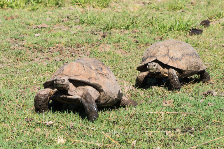 pair cape tortoise reptiles walking in grass