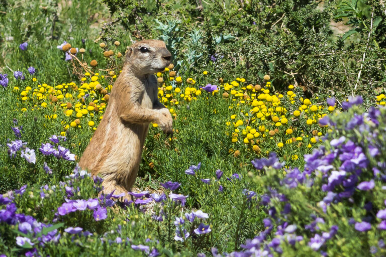 Ground Squirrel in karoo field of flowers