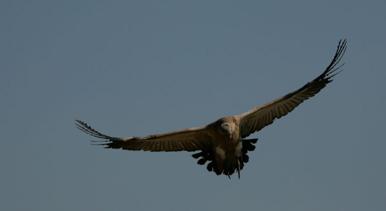 cape vulture flying