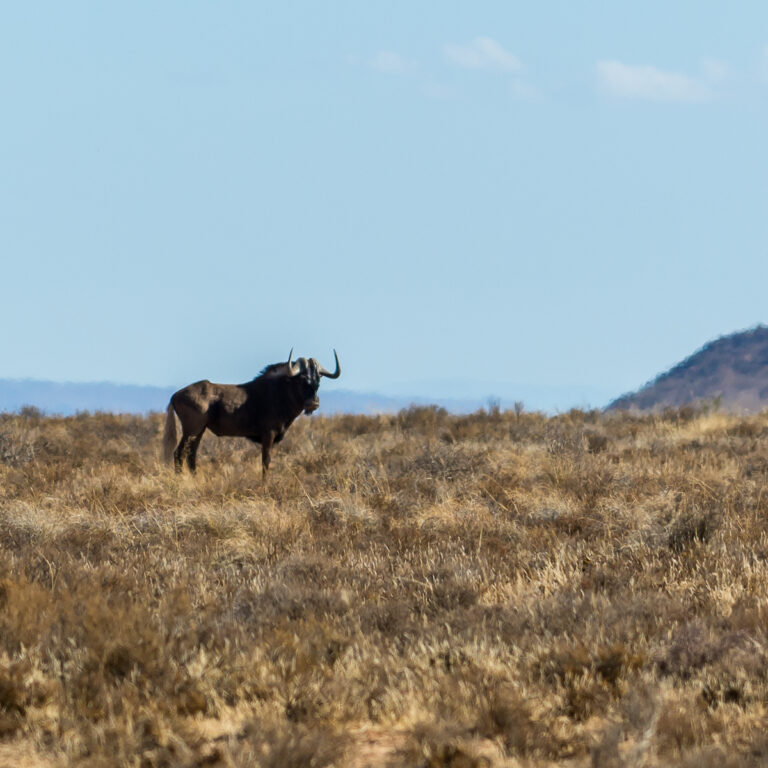 karoo solo wildebeest