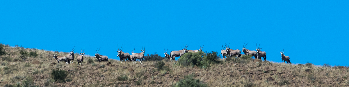 herd of gemsbuck along karoo ridge