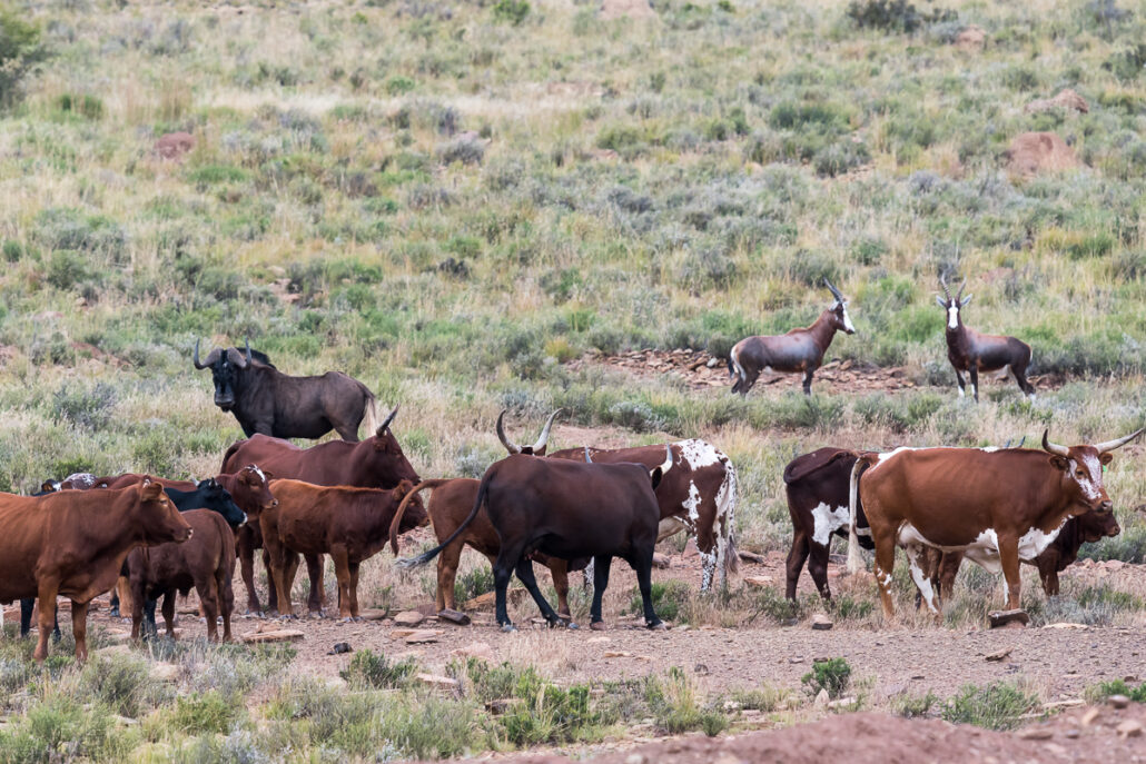 Herd of cattle in karoo landscape